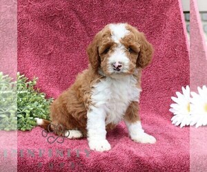 Goldendoodle (Miniature) Puppy for sale in EPHRATA, PA, USA