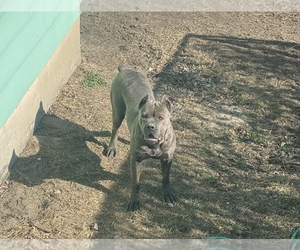 Mother of the Cane Corso puppies born on 11/16/2022