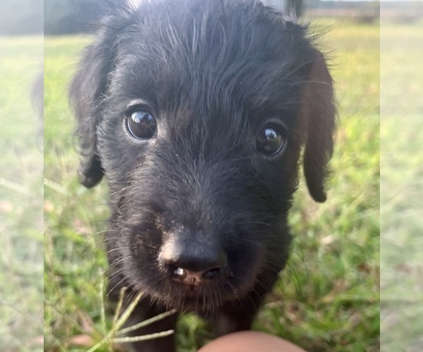 Medium Photo #30 Labradoodle Puppy For Sale in WAVERLY, VA, USA