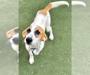 American Foxhound-Unknown Mix Dogs for adoption in Boston, MA, USA