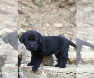 Labrador Retriever Puppy for sale in COON VALLEY, WI, USA
