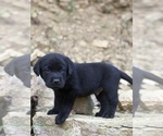Image preview for Ad Listing. Nickname: Litter of 2