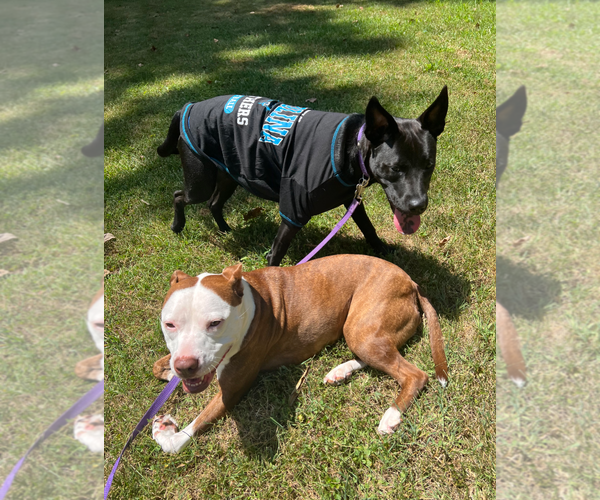 Medium Photo #2 Labrador Retriever-Unknown Mix Puppy For Sale in Holly Springs, NC, USA