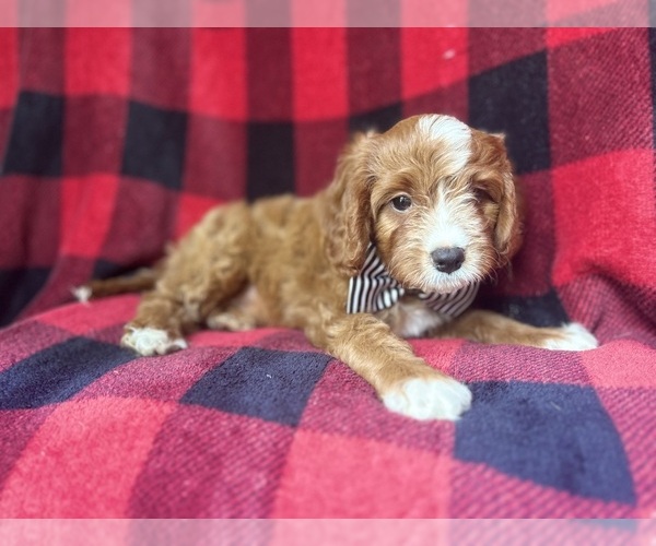 Medium Photo #8 Cavapoo Puppy For Sale in LAKELAND, FL, USA