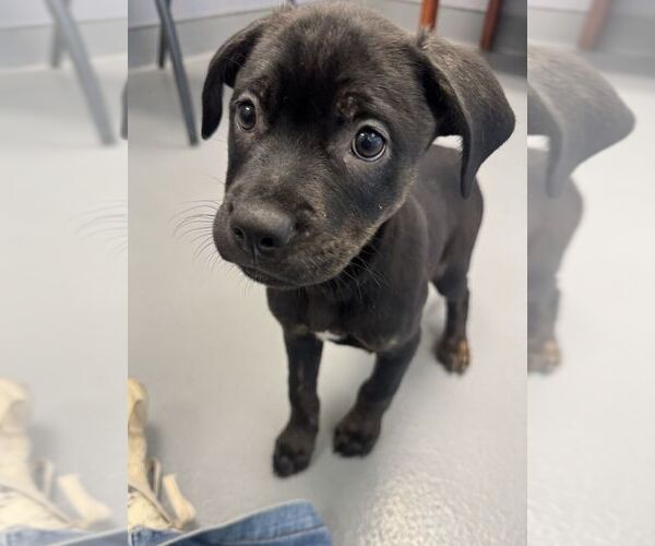 Medium Photo #1 Labrador Retriever-Unknown Mix Puppy For Sale in Hilton Head, SC, USA
