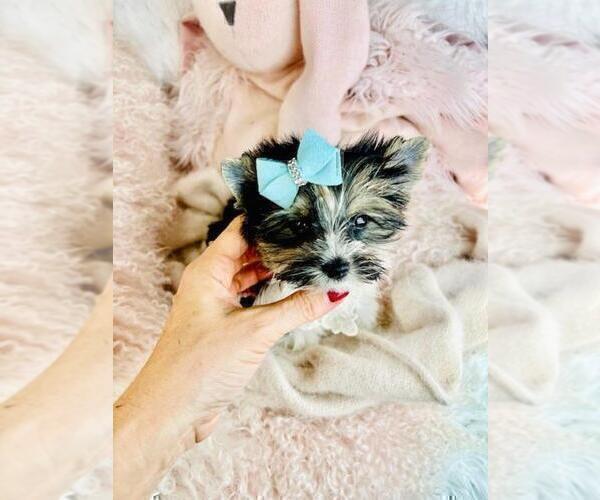 Medium Photo #11 Yorkshire Terrier Puppy For Sale in MIAMI BEACH, FL, USA