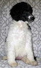 Poodle (Standard) Puppy for sale in LA JOLLA, CA, USA