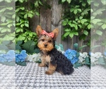 Small #1 Yorkshire Terrier