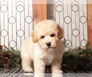 Poochon Puppy for sale in NAPLES, FL, USA