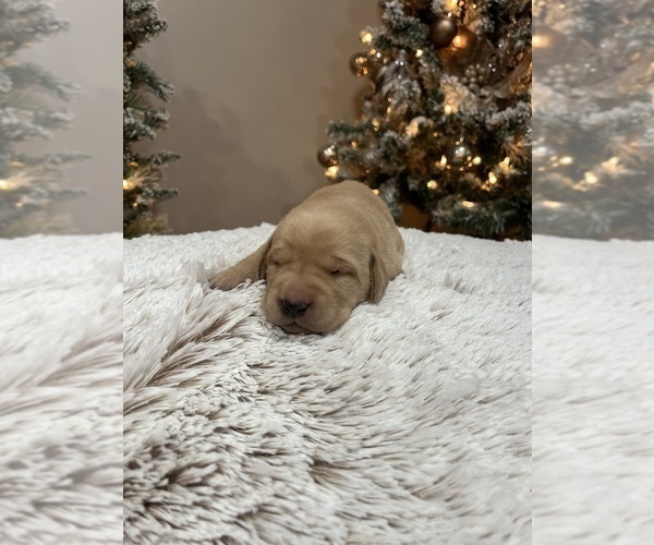 Medium Photo #4 Labrador Retriever Puppy For Sale in DAVEY, NE, USA