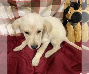 Australian Cattle Dog-Labrador Retriever Mix Dogs for adoption in Modesto, CA, USA