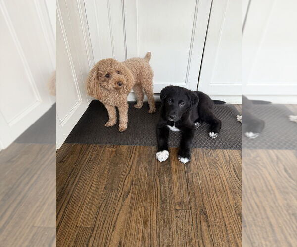 Medium Photo #3 Great Pyrenees-Unknown Mix Puppy For Sale in Brooklyn, NY, USA