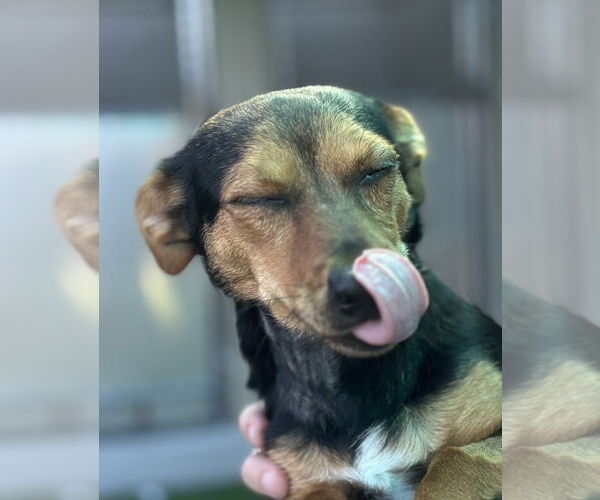 Medium Photo #2 Dachshund Puppy For Sale in Salinas, CA, USA