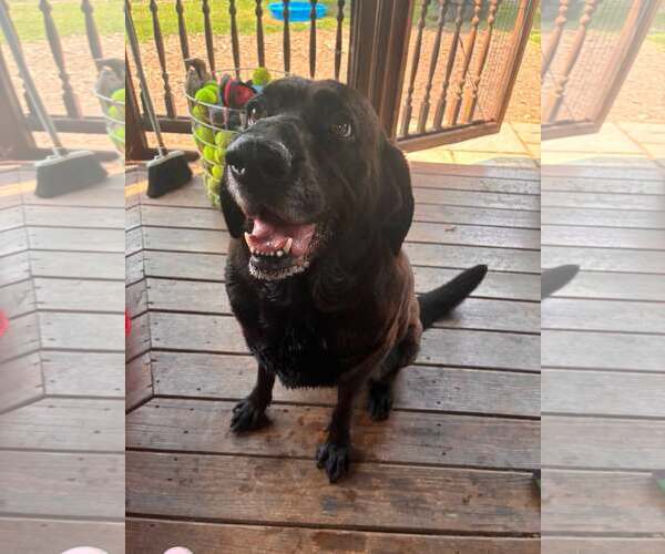 Medium Photo #1 Mutt Puppy For Sale in Martinsburg, WV, USA