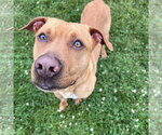 Small #3 Labrador Retriever Mix