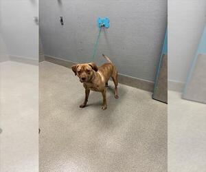 Mutt Dogs for adoption in Las Vegas, NV, USA
