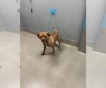 Small Mutt