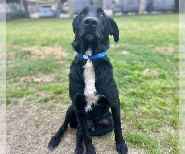 Medium Photo #1 Mutt Puppy For Sale in Riverside, CA, USA