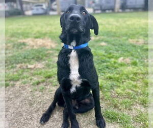 Mutt Dogs for adoption in Riverside, CA, USA