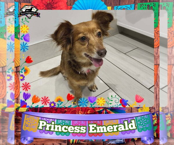 Medium Photo #3 Chiweenie Puppy For Sale in San Antonio, TX, USA