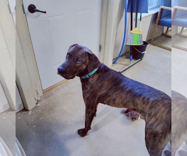 Medium Photo #13 German Shorthaired Pointer-Treeing Walker Coonhound Mix Puppy For Sale in Stover, MO, USA
