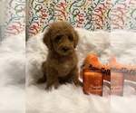 Small Photo #4 Goldendoodle (Miniature) Puppy For Sale in LAS VEGAS, NV, USA