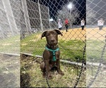 Small Photo #5 Labrador Retriever Puppy For Sale in HEMPSTEAD, TX, USA