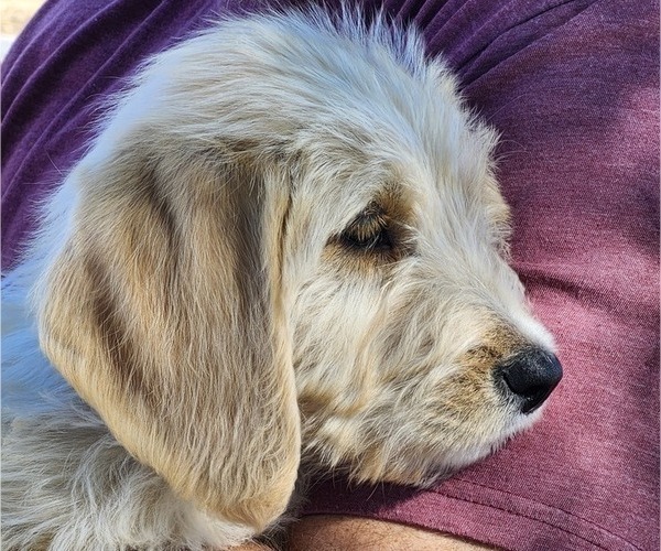 Medium Photo #1 Labradoodle Puppy For Sale in MILTON, FL, USA