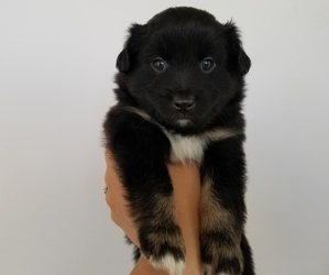 Miniature Australian Shepherd Puppy for sale in BONNE TERRE, MO, USA