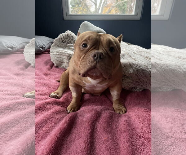 Medium Photo #1 American Staffordshire Terrier-Unknown Mix Puppy For Sale in Derwood, MD, USA