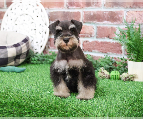 Medium Photo #6 Schnauzer (Miniature) Puppy For Sale in SYRACUSE, IN, USA