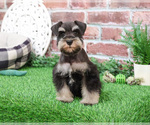 Small #5 Schnauzer (Miniature)