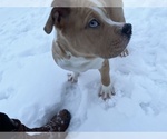 Small Photo #112 American Bully Puppy For Sale in REESEVILLE, WI, USA