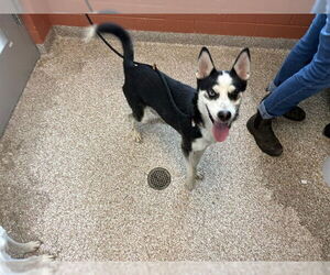 Siberian Husky Dogs for adoption in Pueblo, CO, USA