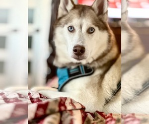 Pomsky Dogs for adoption in Hinckley, IL, USA