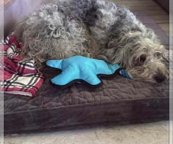 Medium Photo #6 Poodle (Standard)-Unknown Mix Puppy For Sale in Wakefield, RI, USA