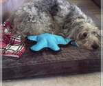 Small #5 Poodle (Standard) Mix