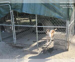 American Pit Bull Terrier Dogs for adoption in Ocala, FL, USA