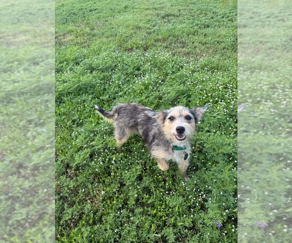 Medium Photo #2 Mutt Puppy For Sale in Grafton, WI, USA