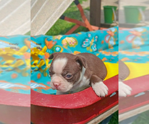 Medium Boston Terrier