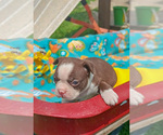 Puppy Cindy Boston Terrier