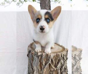 Welsh Cardigan Corgi Puppy for sale in KEENESBURG, CO, USA