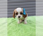 Small Photo #11 Basset Hound-Cavalier King Charles Spaniel Mix Puppy For Sale in DUNNVILLE, KY, USA