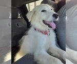 Small #1 Great Pyrenees