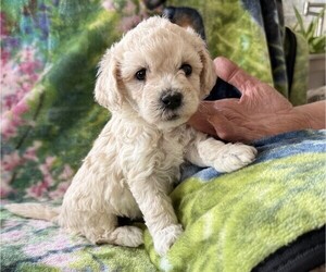 Poodle (Miniature) Puppy for sale in THORP, WI, USA