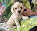 Small Poodle (Miniature)