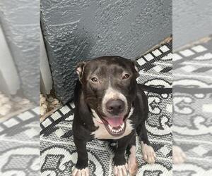 American Staffordshire Terrier-Unknown Mix Dogs for adoption in San Antonio, TX, USA