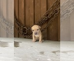 Puppy Puppy 7 America Bandogge Mastiff-American Bully Mix