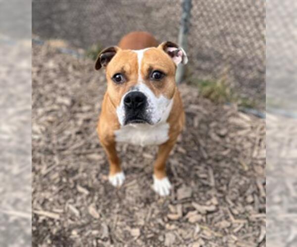 Medium Photo #1 American Pit Bull Terrier Puppy For Sale in Saginaw, MI, USA