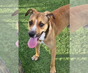 Mutt Dogs for adoption in oakland, FL, USA
